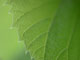 header_image